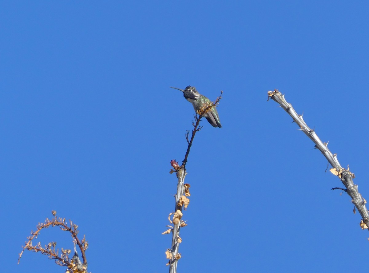 Costa's Hummingbird - ML532176691