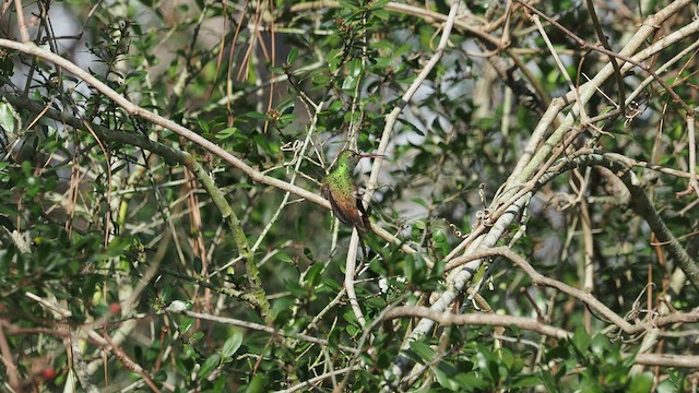 Buff-bellied Hummingbird - ML532177571