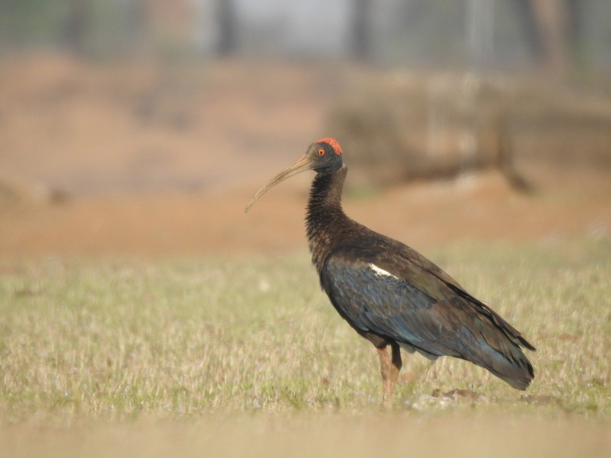 ibis bradavičnatý - ML532177691