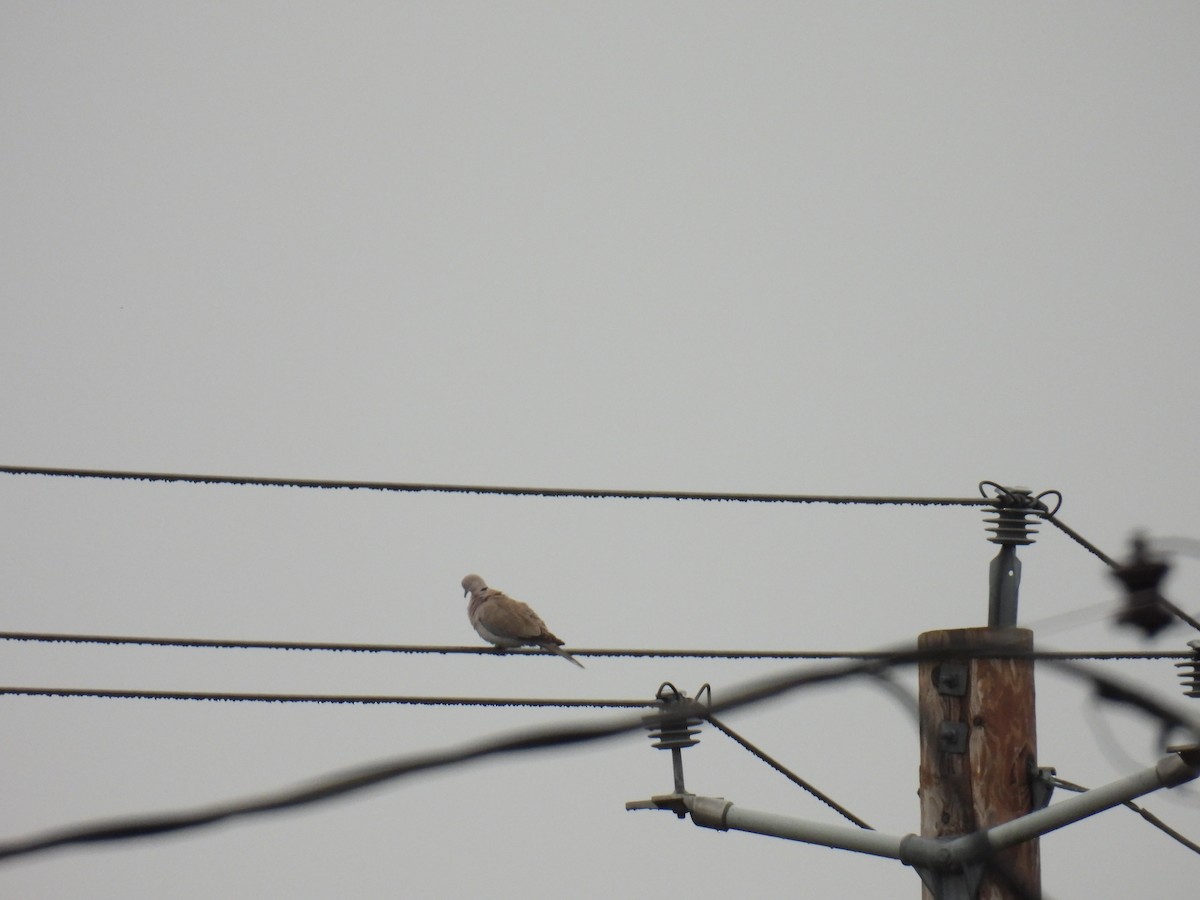 Eurasian Collared-Dove - ML532178131