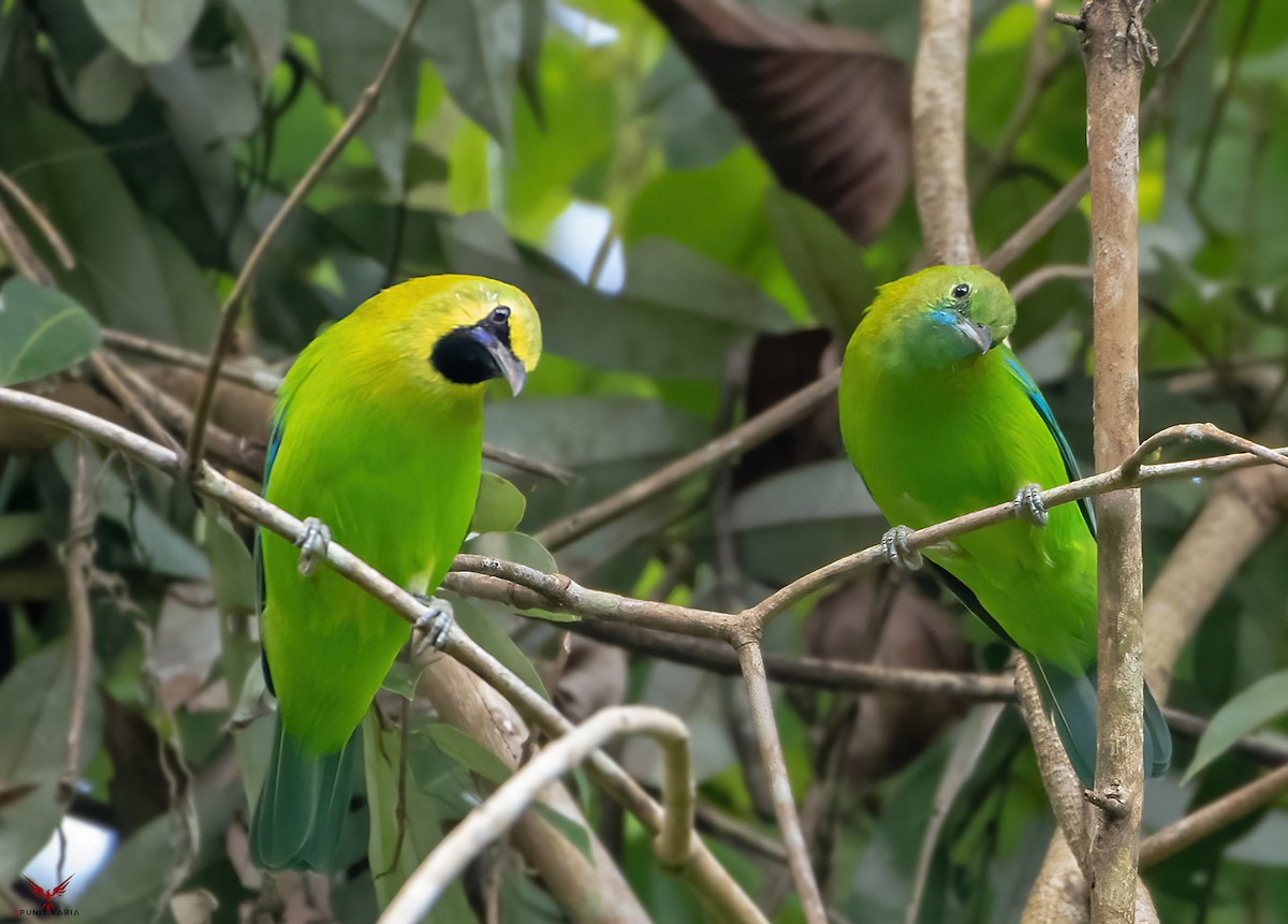 Blue-winged Leafbird - ML532178391