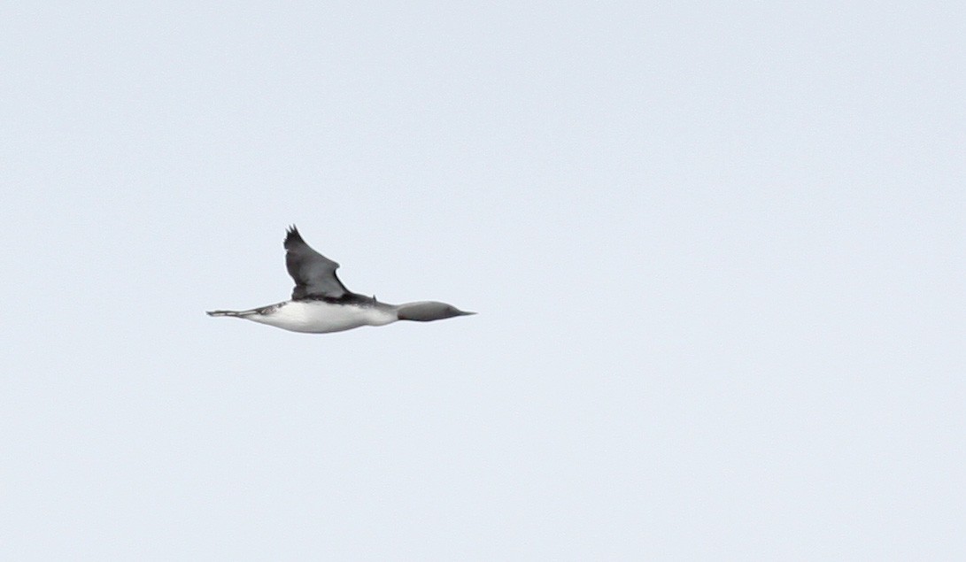 Red-throated Loon - ML53217851