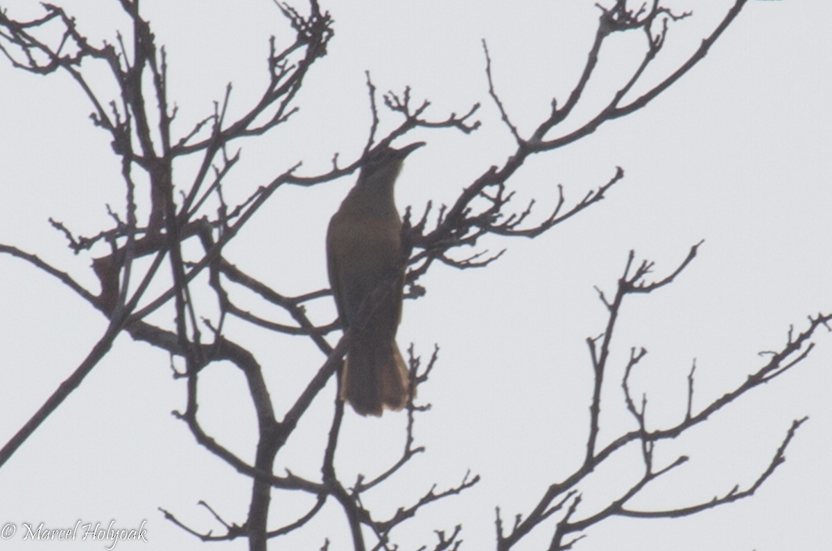 Long-billed Cuckoo - ML532178581