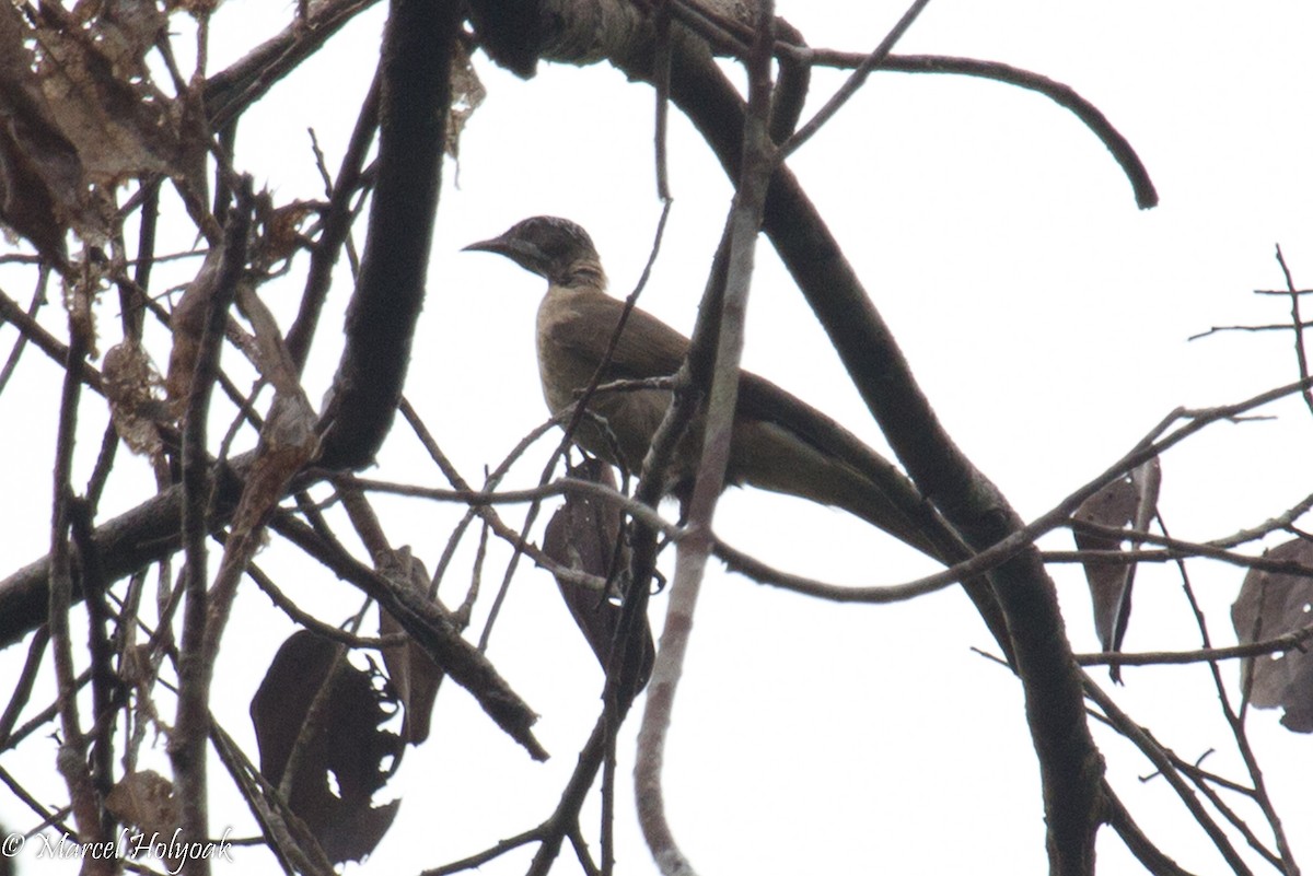 Streak-headed Honeyeater - ML532179001