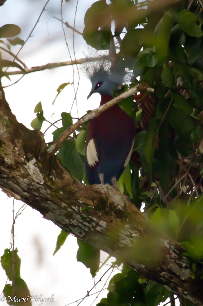 Sclater's Crowned-Pigeon - ML532179441