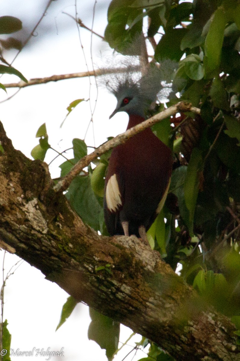 Sclater's Crowned-Pigeon - ML532179451