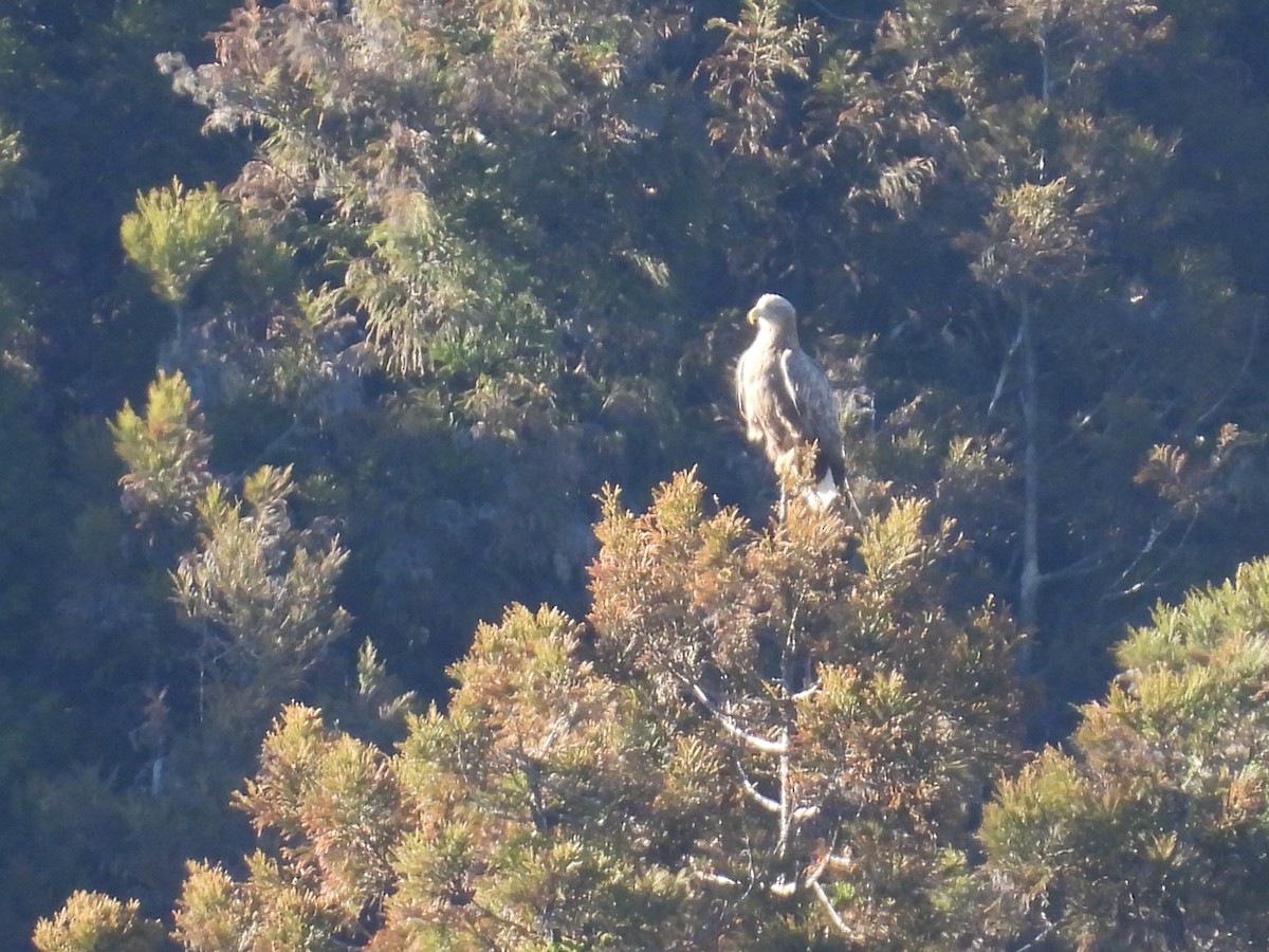 White-tailed Eagle - ML532179661