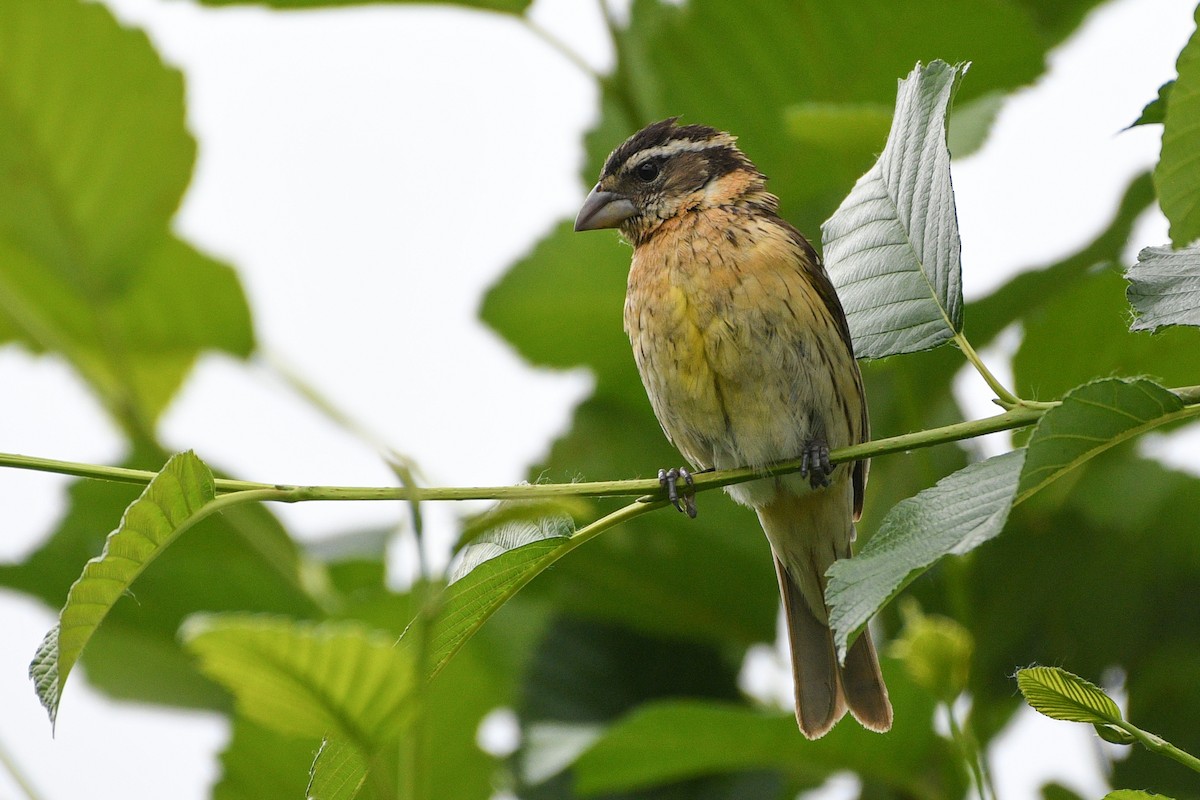 Black-headed Grosbeak - ML532179751