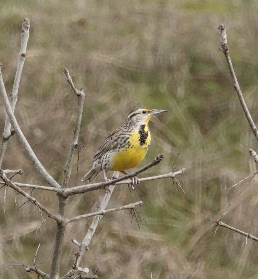 Western Meadowlark - Jill Punches