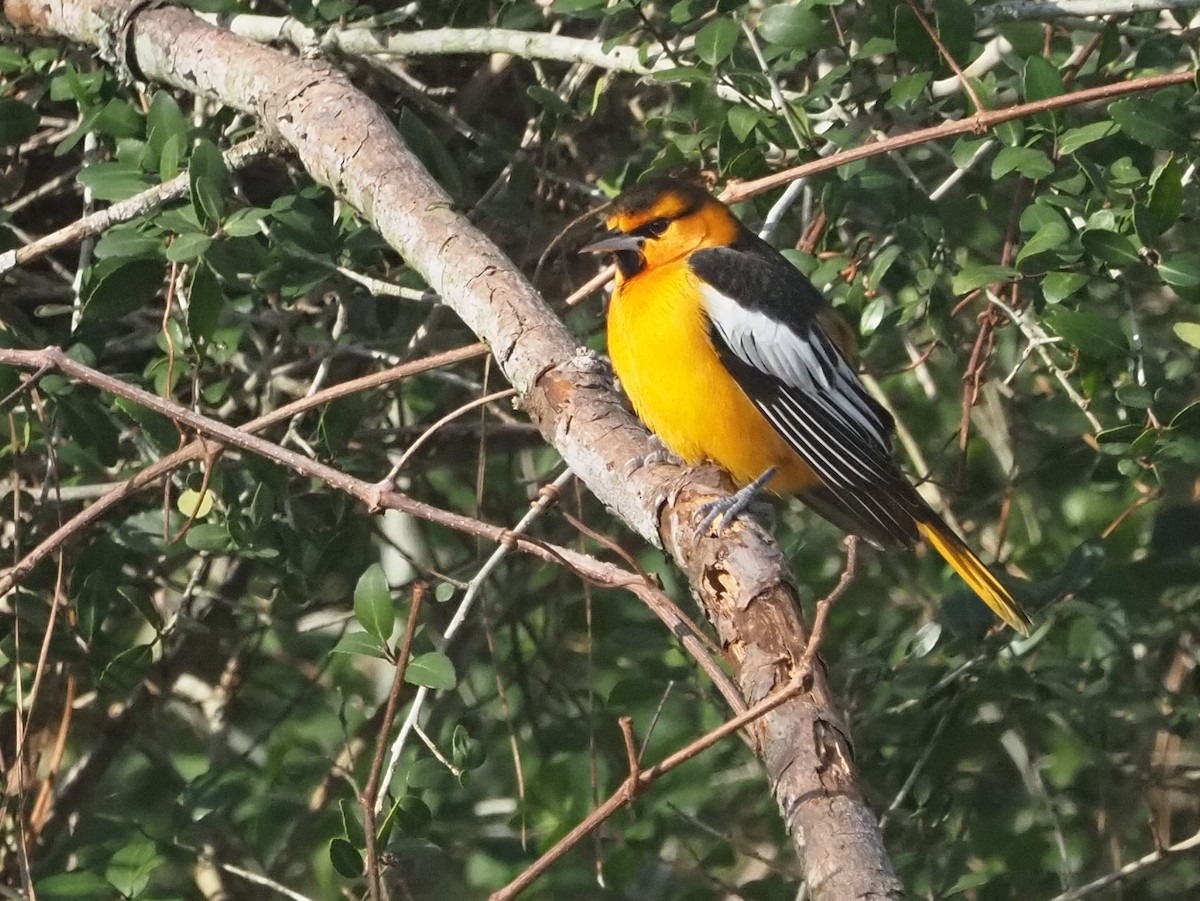 Bullock's Oriole - ML532180201