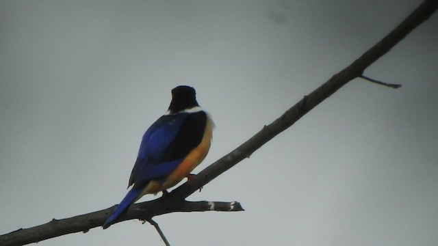 Black-capped Kingfisher - ML532180331