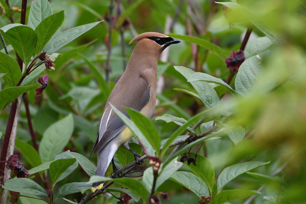 Cedar Waxwing - ML532180421