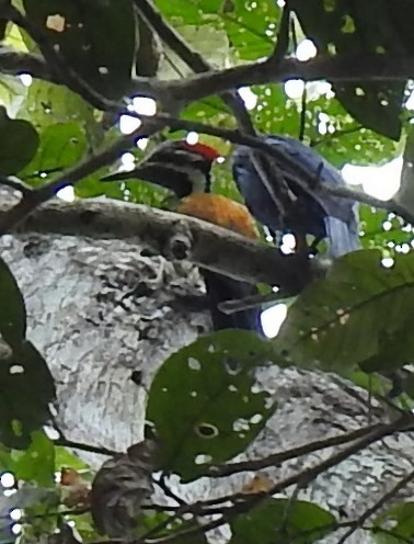 Greater/Common Flameback - ML532180471