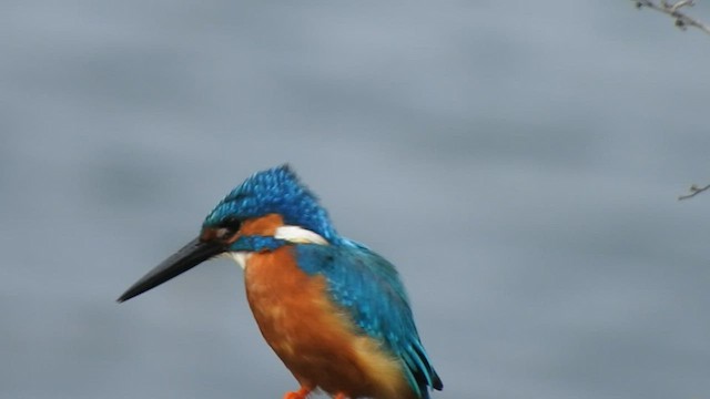 Martin-pêcheur d'Europe - ML532180621