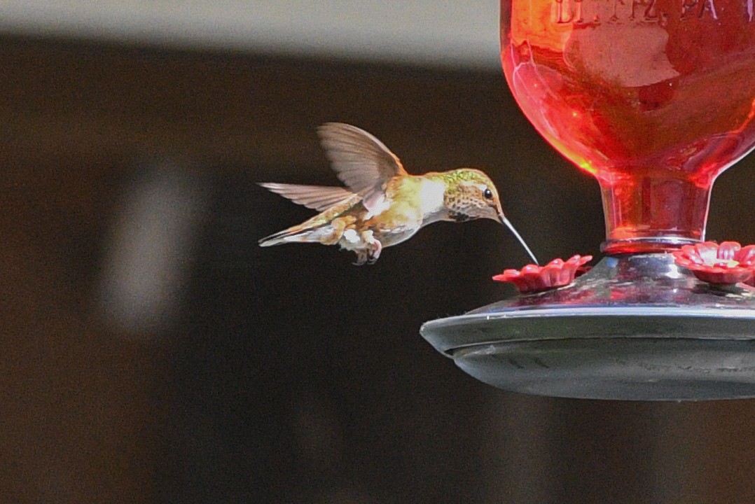 Rufous Hummingbird - ML532180651