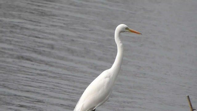 Medium Egret - ML532181171