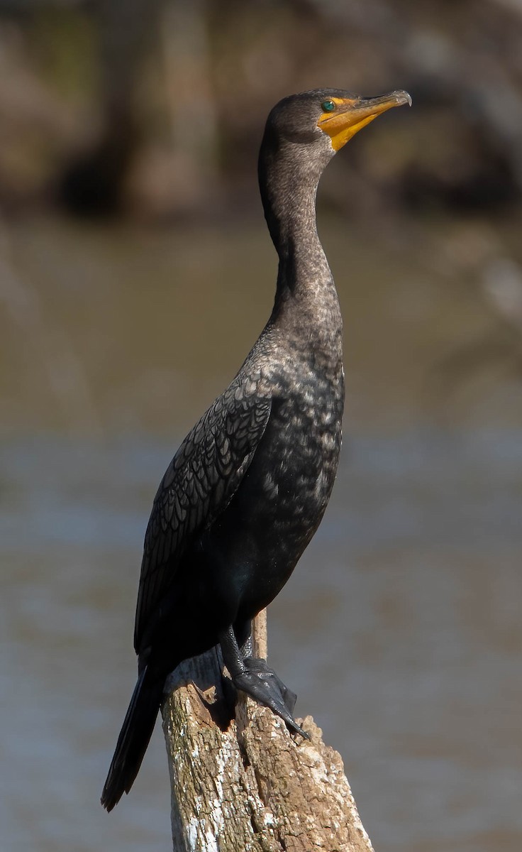 Double-crested Cormorant - ML532182381