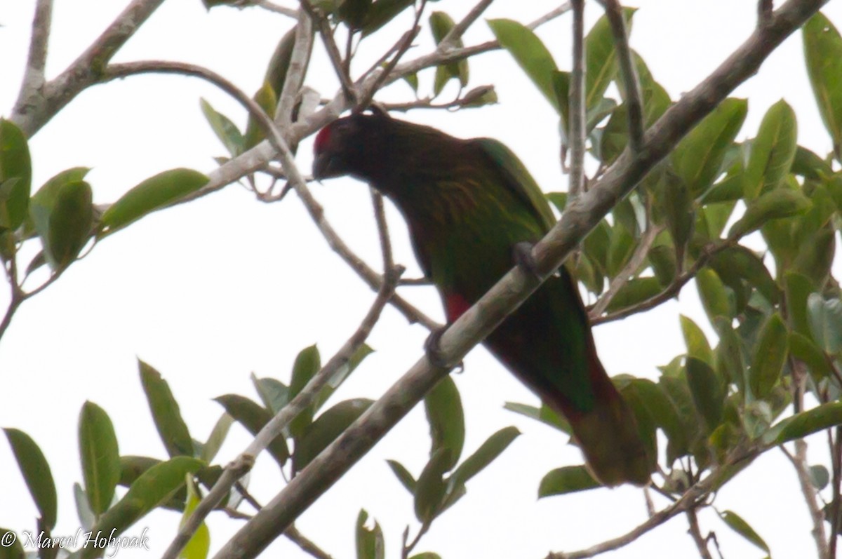 Yellow-streaked Lory - ML532183601