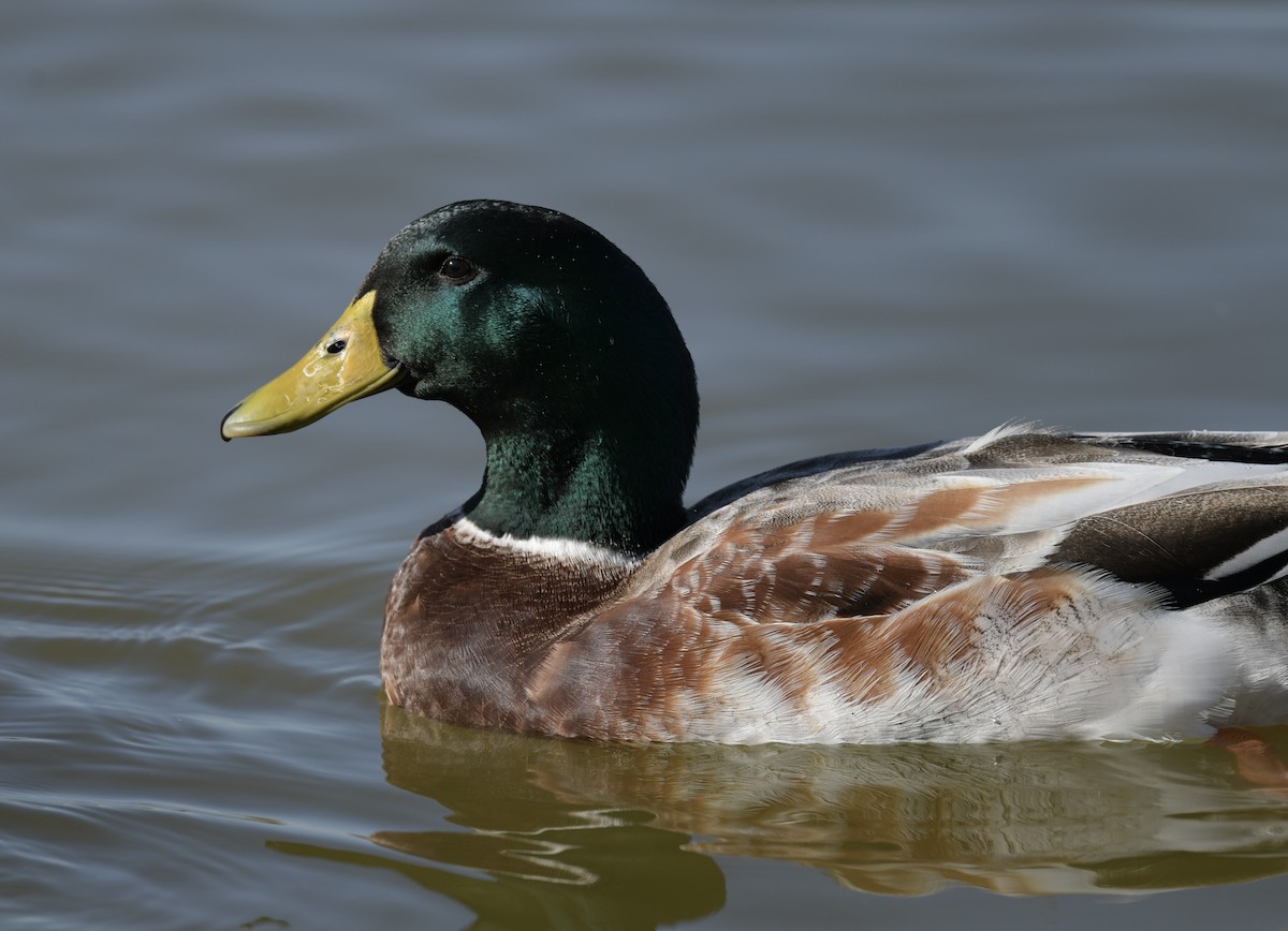 Mallard - ML532184981