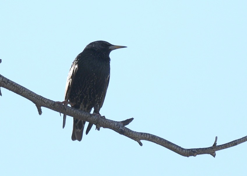 European Starling - ML532185571