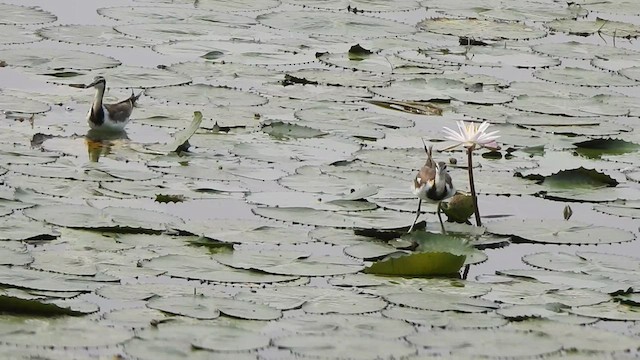 Pheasant-tailed Jacana - ML532185661