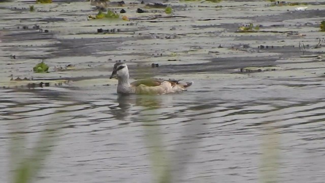 Cotton Pygmy-Goose - ML532185941