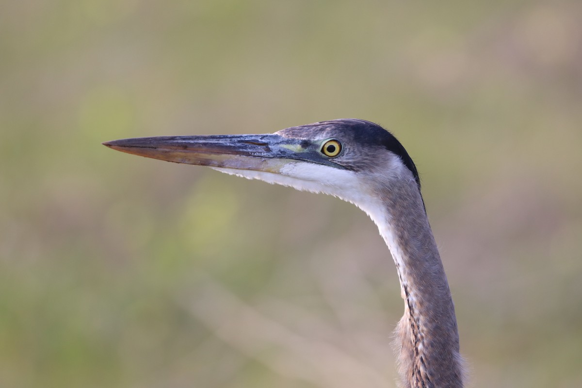 Great Blue Heron - ML532187021