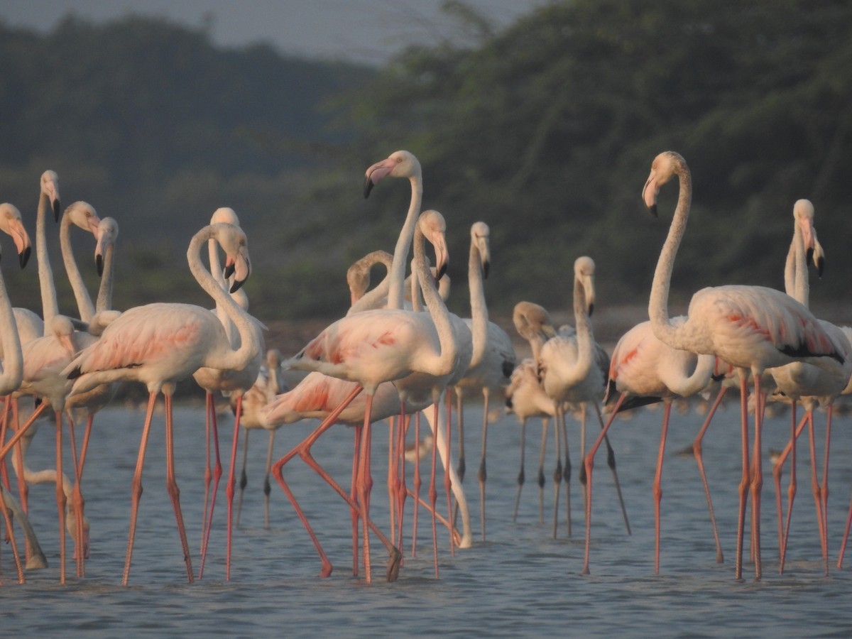 Greater Flamingo - Tharul Sathmira