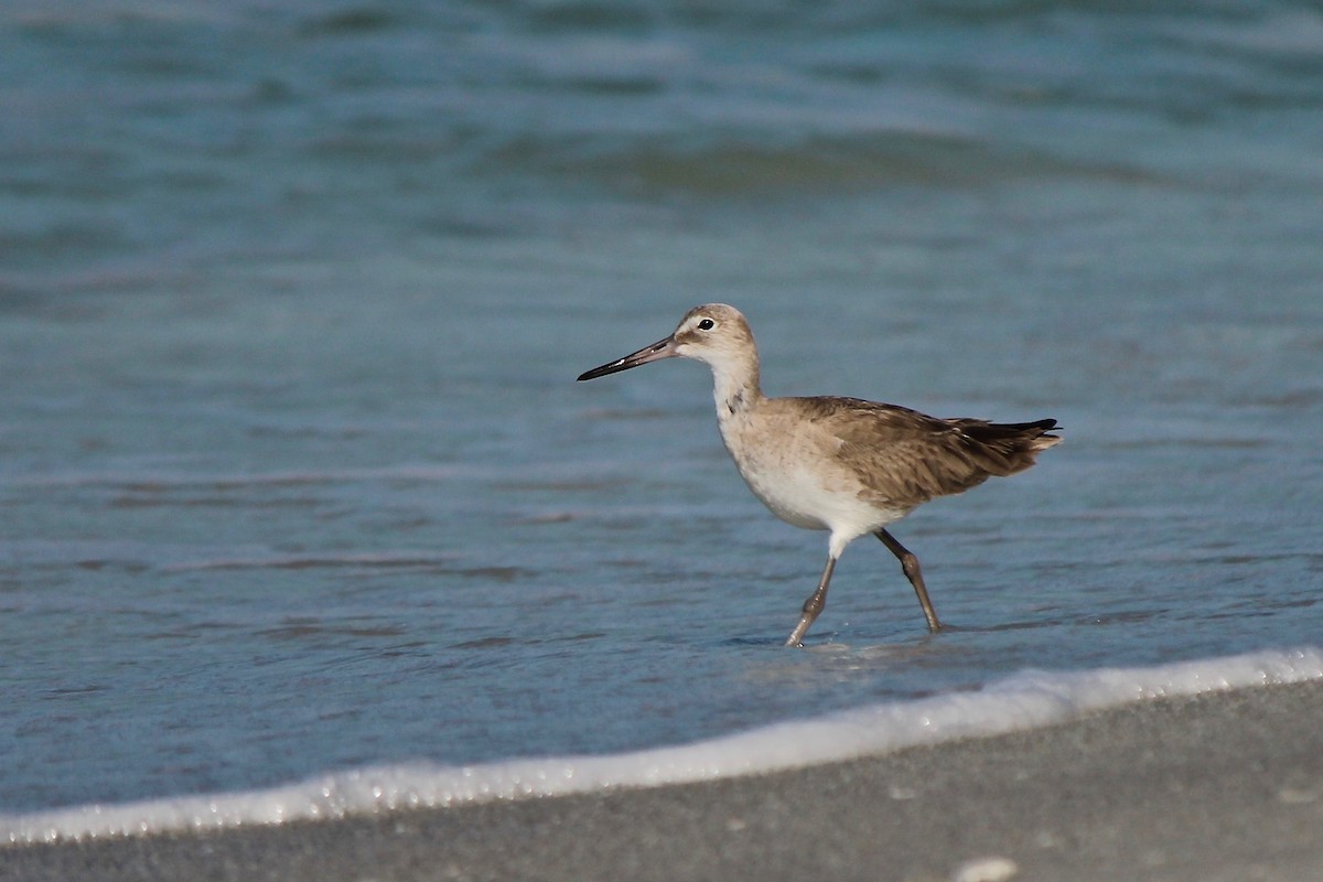 Willet - ML53218911