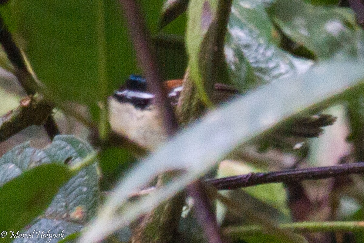 Wallace's Fairywren - Marcel Holyoak