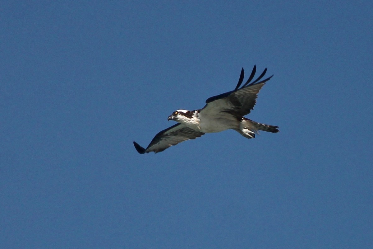 Osprey - ML53219151