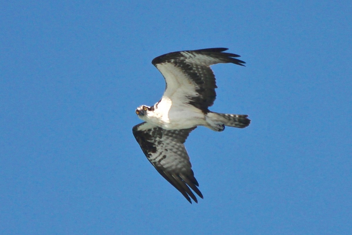 Osprey - ML53219161