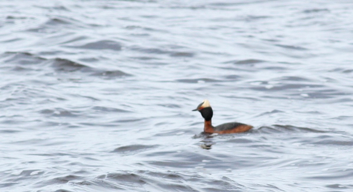 Horned Grebe - ML53219181