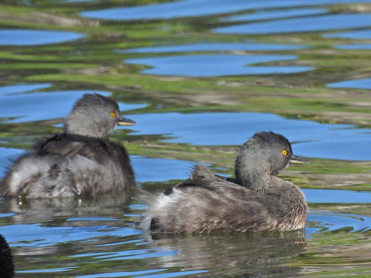 Least Grebe - ML532192781