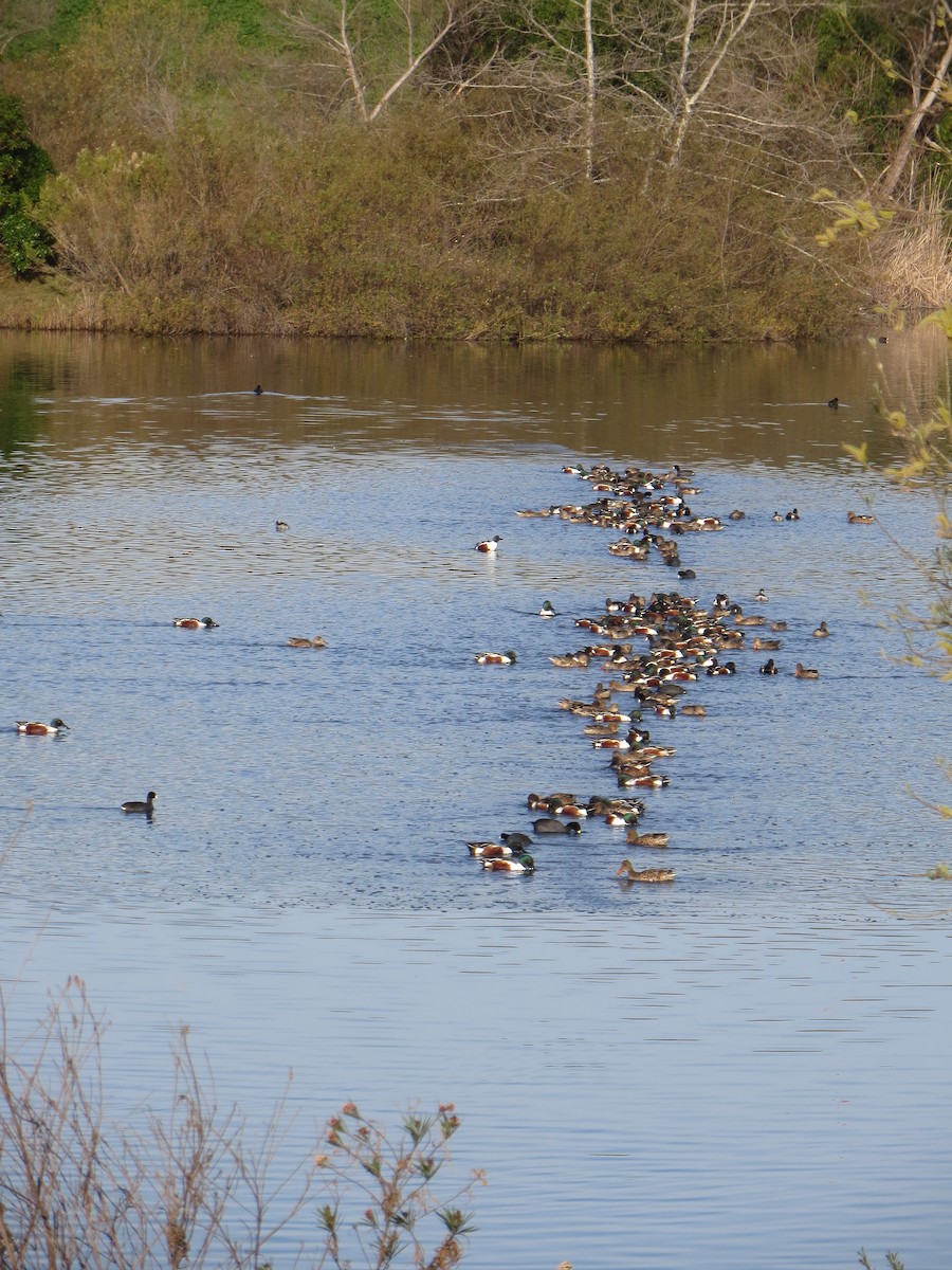 Northern Shoveler - V Golden