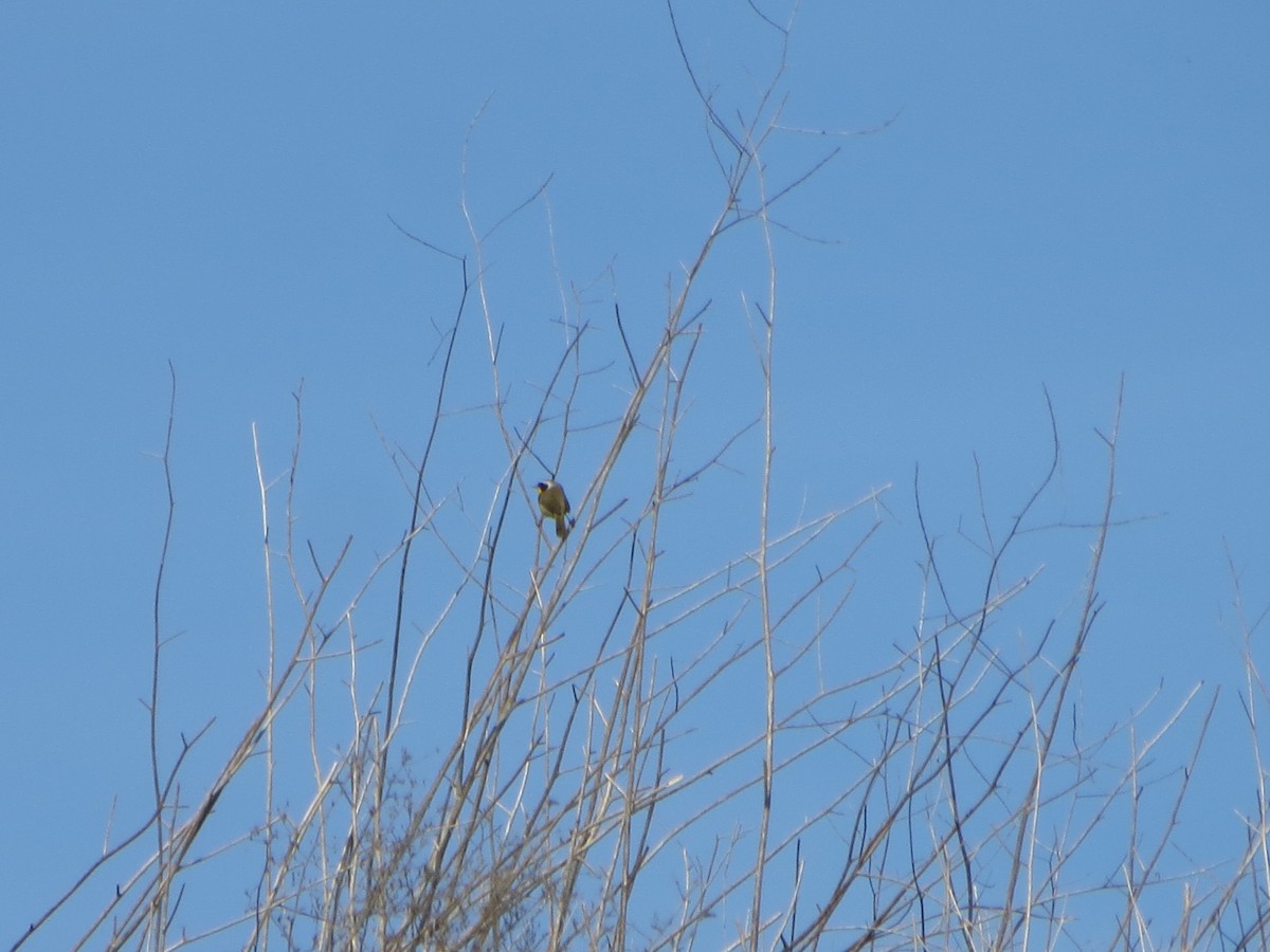 Common Yellowthroat - V Golden