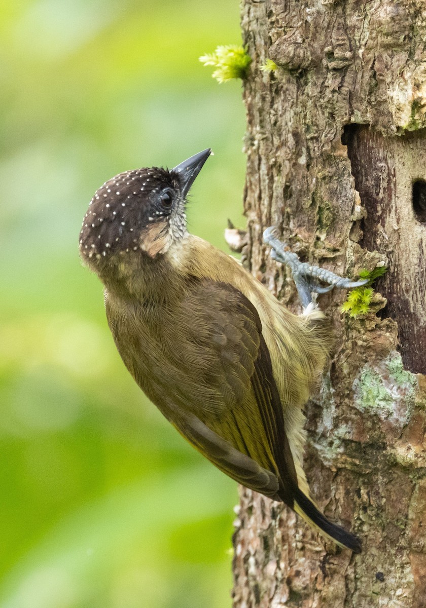 Olivaceous Piculet - ML532193171