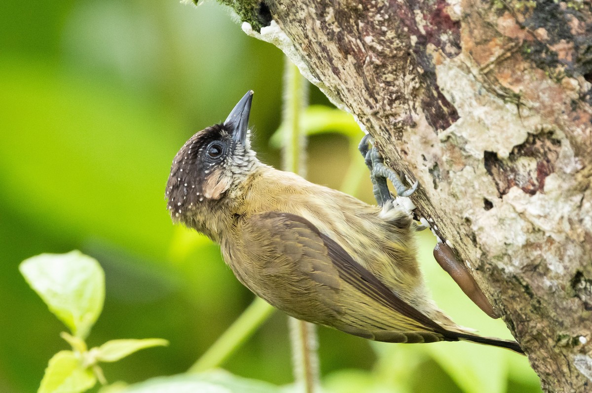 Olivaceous Piculet - ML532193181