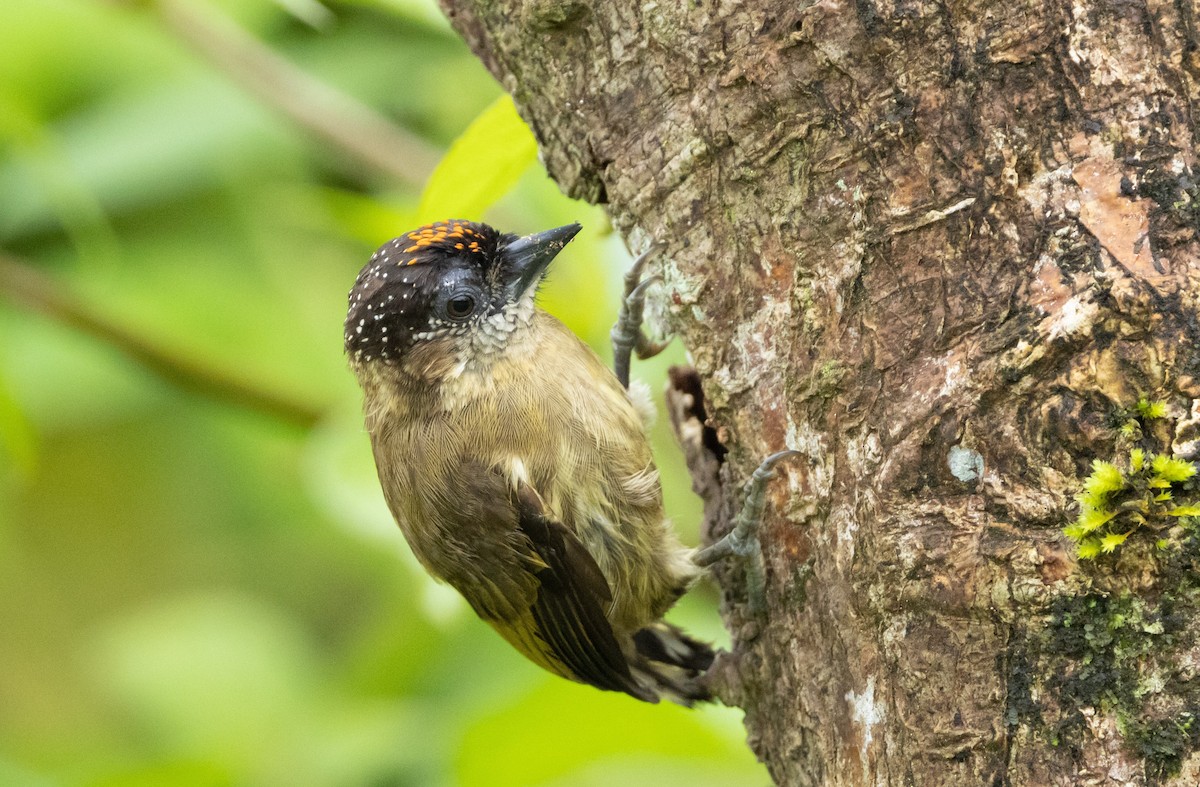 Olivaceous Piculet - ML532193201