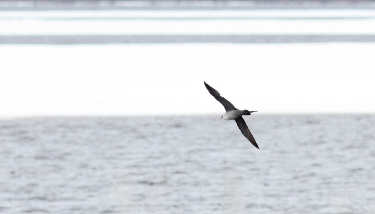 Long-tailed Jaeger - ML53219321