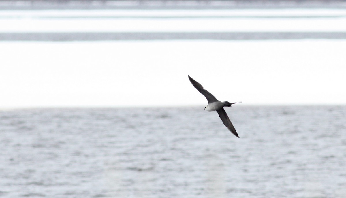 Long-tailed Jaeger - Jay McGowan