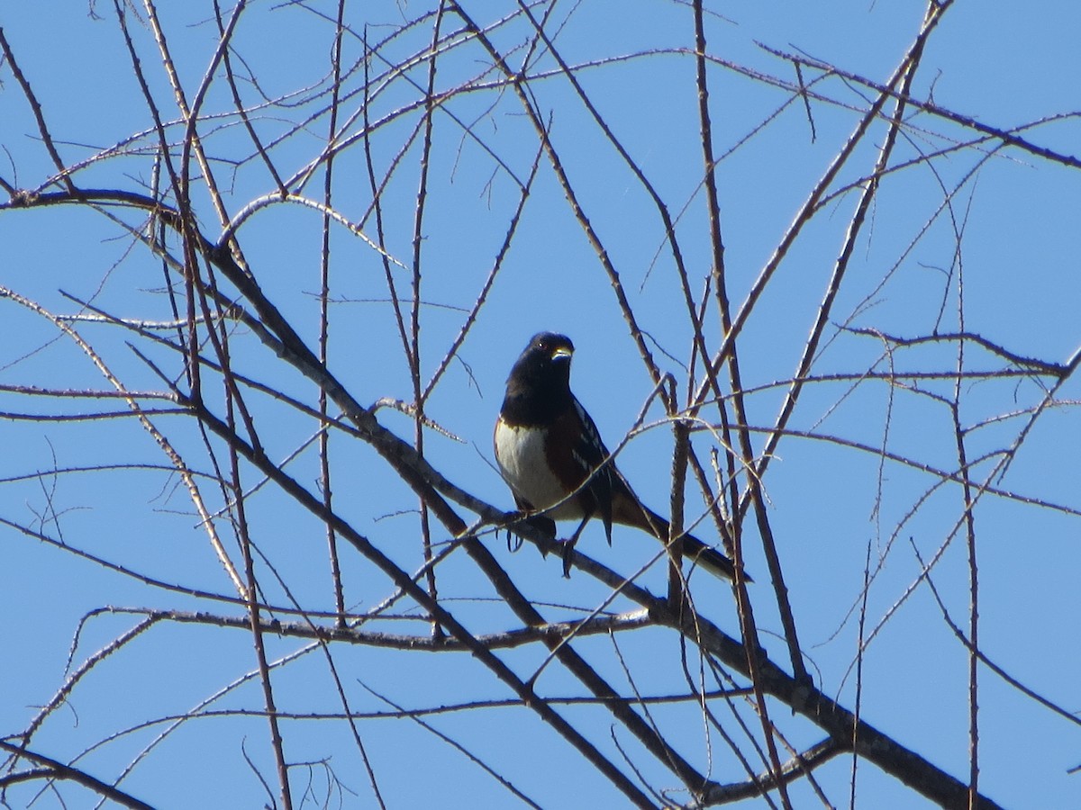 Spotted Towhee - V Golden