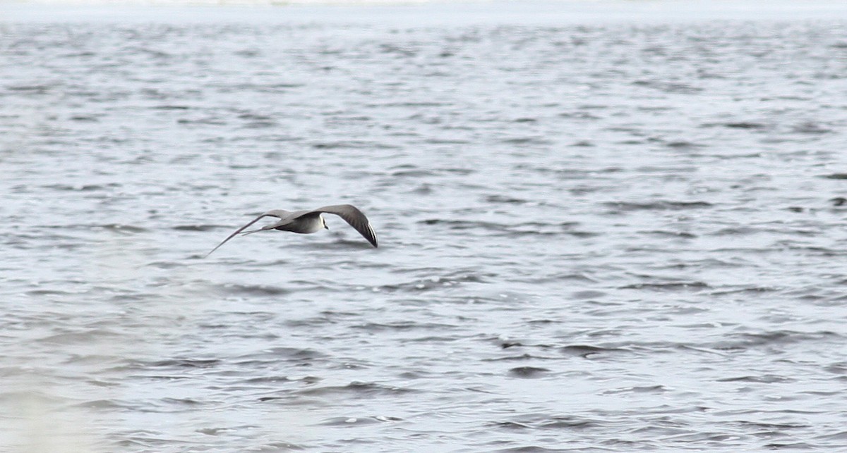 Long-tailed Jaeger - ML53219331