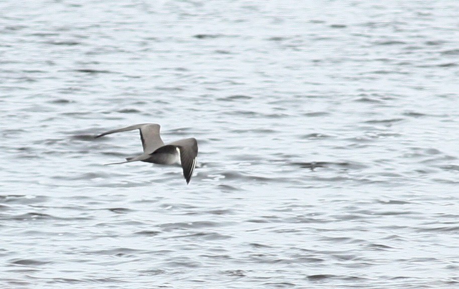 Long-tailed Jaeger - ML53219341