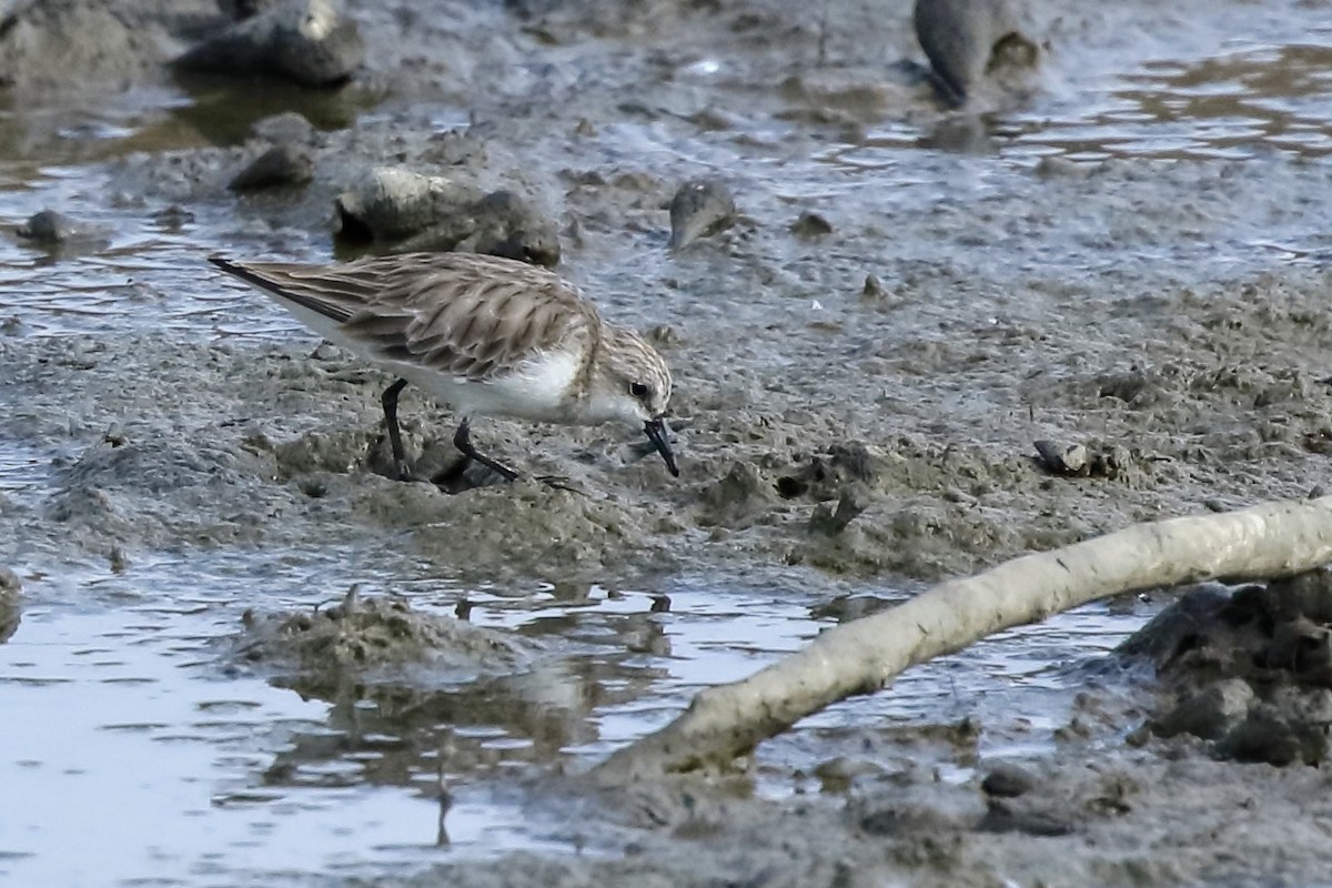 Red-necked Stint - ML532193411