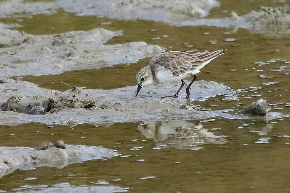 Red-necked Stint - ML532193421