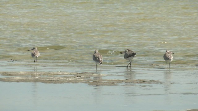 Bar-tailed Godwit (Siberian) - ML532193461