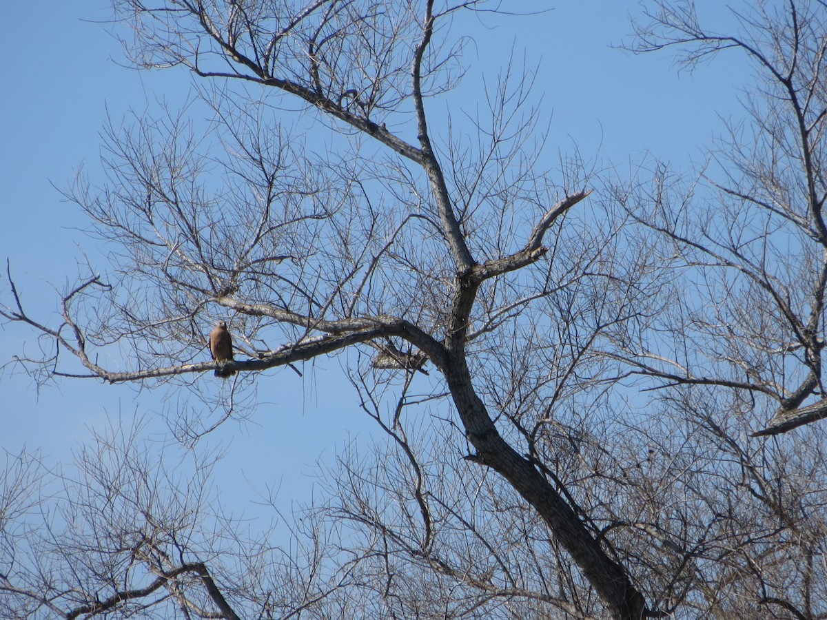 Red-shouldered Hawk - V Golden