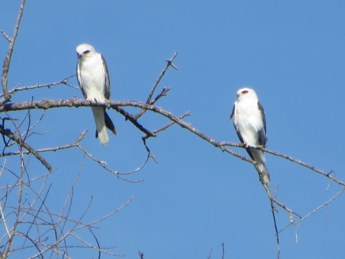 White-tailed Kite - V Golden