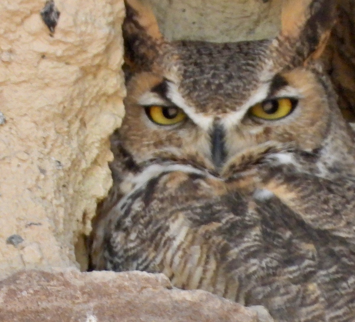 Great Horned Owl - ML532193711